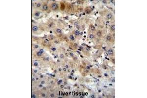 G7L Antibody 11191a immunohistochemistry analysis in formalin fixed and paraffin embedded human liver tissue followed by peroxidase conjugation of the secondary antibody and DAB staining. (ATG7 Antikörper  (AA 540-569))