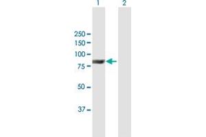 Western Blot analysis of ACOX2 expression in transfected 293T cell line by ACOX2 MaxPab polyclonal antibody. (Acox2 Antikörper  (AA 1-681))
