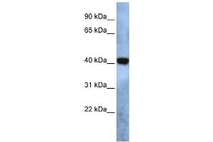 Western Blotting (WB) image for anti-Transmembrane Protein 115 (TMEM115) antibody (ABIN2459053) (TMEM115 Antikörper)