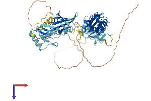 PTBP2 Protein (AA 1-531) (His tag)