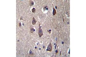 Immunohistochemistry analysis in human brain tissue (formalin-fixed, paraffin-embedded) using PCDHB12  Antibody  (C-term), followed by peroxidase conjugation of the secondary antibody and DAB staining.