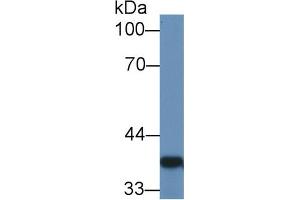 Western Blot; Sample: Rat Colon lysate; ;Primary Ab: 1µg/ml Rabbit Anti-Rat GAL4 Antibody;Second Ab: 0. (GAL4 Antikörper  (AA 19-324))