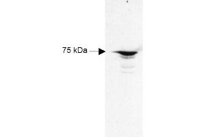Figure 1. (RFX5 Antikörper  (AA 320-494))