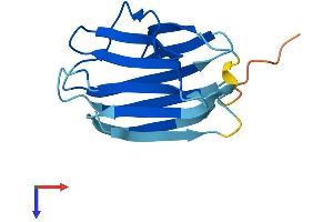 Galectin-Related Inter-Fiber Protein (GRIFIN) (AA 1-144) protein (His tag)
