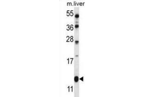 Western Blotting (WB) image for anti-Golgi Transport 1B (GOLT1B) antibody (ABIN2997139)