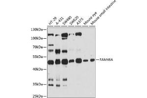 Western blot analysis of extracts of various cell lines, using FA antibody (ABIN6132080, ABIN6140461, ABIN6140462 and ABIN6216509) at 1:3000 dilution.
