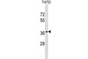 Western Blotting (WB) image for anti-Olfactory Receptor, Family 10, Subfamily T, Member 2 (OR10T2) antibody (ABIN3000574) (OR10T2 Antikörper)