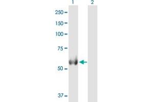 Western Blot analysis of ALDH4A1 expression in transfected 293T cell line by ALDH4A1 MaxPab polyclonal antibody. (ALDH4A1 Antikörper  (AA 1-563))