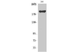 Western Blotting (WB) image for anti-WNK Lysine Deficient Protein Kinase 1 (WNK1) (Tyr773) antibody (ABIN3187495)