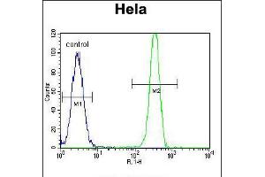 Flow cytometric analysis of Hela cells (right histogram) compared to a negative control cell (left histogram). (MSH2 Antikörper  (AA 637-665))