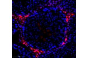 Immunofluorescence of paraffin embedded mouse testis using hmgn1 (ABIN7074222) at dilution of 1: 1000 (350x lens) (HMGN1 Antikörper)
