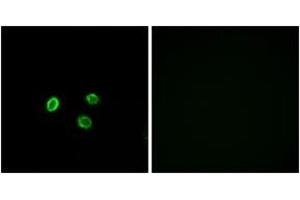 Immunofluorescence (IF) image for anti-Olfactory Receptor, Family 5, Subfamily M, Member 9 (OR5M9) (AA 197-246) antibody (ABIN2891033) (OR5M9 Antikörper  (AA 197-246))