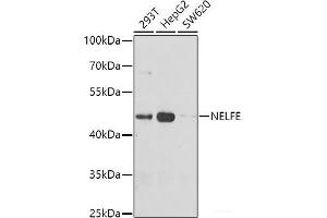 Western blot analysis of extracts of various cell lines using NELFE Polyclonal Antibody at dilution of 1:1000. (RDBP Antikörper)
