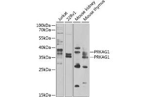 Western blot analysis of extracts of various cell lines, using PRK antibody (ABIN6132517, ABIN6146187, ABIN6146188 and ABIN6223135) at 1:1000 dilution. (PRKAG1 Antikörper  (AA 1-331))