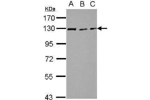 WB Image Sample (30 ug of whole cell lysate) A: NIH-3T3 B: JC C: BCL-1 7. (RAD21 Antikörper  (Center))