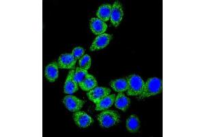 Immunofluorescence (IF) image for anti-CD46 (CD46) antibody (ABIN3002132) (CD46 Antikörper)