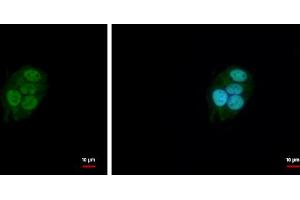ICC/IF Image BAF57 antibody [C3], C-term detects BAF57 protein at nucleus by immunofluorescent analysis. (SMARCE1 Antikörper  (C-Term))