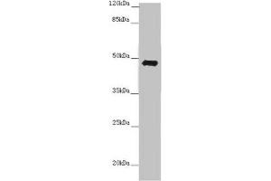 Western blot All lanes: E2F1 antibody at 7 μg/mL + 3T3 whole cell lysate Secondary Goat polyclonal to rabbit IgG at 1/10000 dilution Predicted band size: 47 kDa Observed band size: 47 kDa (E2F1 Antikörper  (AA 133-362))