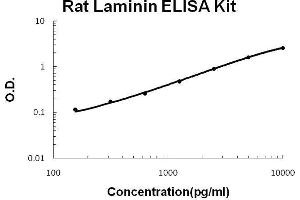 Rat Laminin PicoKine ELISA Kit standard curve