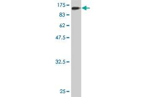 Western Blotting (WB) image for anti-Oxidative-Stress Responsive 1 (OXSR1) (AA 1-527) antibody (ABIN523325)