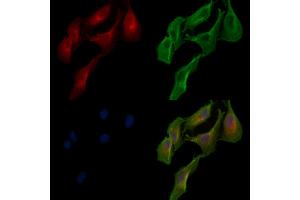 ABIN7094332 and ABIN7098379 staining  cells by IF/ICC. (LACTB Antikörper  (Internal Region))