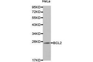 Western Blotting (WB) image for anti-B-Cell CLL/lymphoma 2 (BCL2) antibody (ABIN1871251) (Bcl-2 Antikörper)