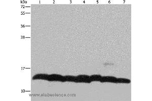 Western blot analysis of K562 cell, mouse pancreas tissue and Hela cell, mouse thymus tissue and 293T cell, NIH/3T3 and LoVo cell, using HIST4H4 Polyclonal Antibody at dilution of 1:300 (Histone H4 Antikörper)