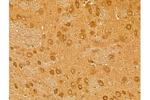 anti-Neogenin 1 (NEO1) (Internal Region) antibody