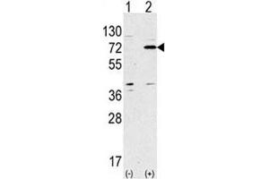 Western blot analysis of APG7 antibody and 293 lysate transiently transfected with the ATG7 gene.