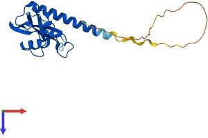 AlphaFold protein structure predicition of Human Recombinant CXorf65 Protein, UniprotID A6NEN9
