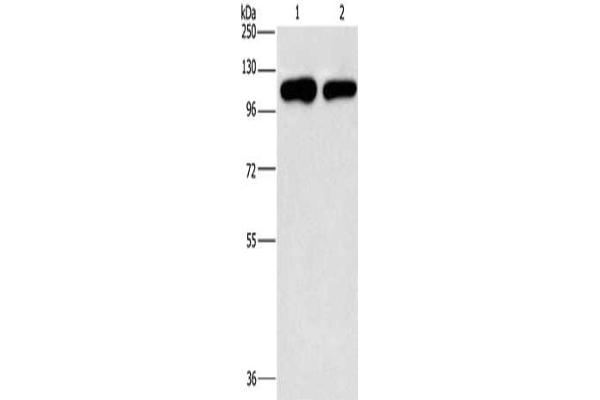 PIP5K1C antibody