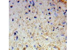 IHC-P analysis of Brain tissue, with DAB staining. (OTUB1 Antikörper  (AA 1-271))