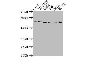 Western Blot Positive WB detected in: HepG2 whole cell lysate, SH-SY5Y whole cell lysate, K562 whole cell lysate, 293 whole cell lysate, Hela whole cell lysate, HL60 whole cell lysate All lanes: VASN antibody at 1:2000 Secondary Goat polyclonal to rabbit IgG at 1/50000 dilution Predicted band size: 72 kDa Observed band size: 72 kDa (Vasn Antikörper  (AA 553-572))