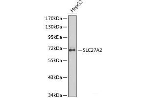 Western blot analysis of extracts of HepG2 cells using SLC27A2 Polyclonal Antibody. (SLC27A2 Antikörper)