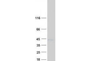 Validation with Western Blot (LGALS9C Protein (Myc-DYKDDDDK Tag))