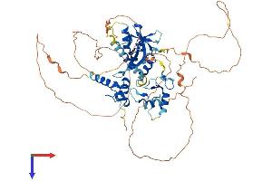 IRF2BP1 Protein (AA 1-584) (His tag)