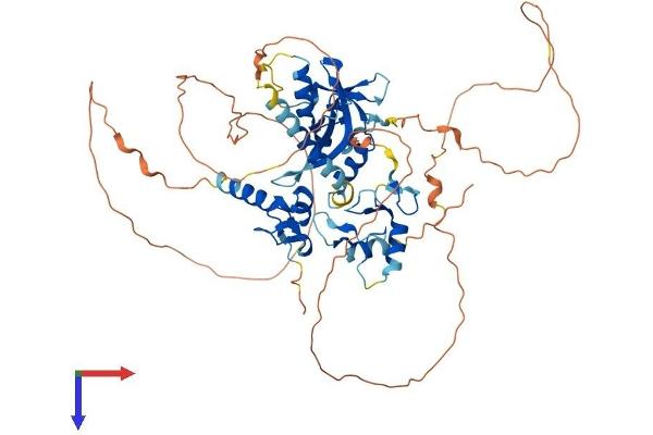 IRF2BP1 Protein (AA 1-584) (His tag)