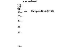 Western Blot (WB) analysis of Mouse Heart lysis using Phospho-Bcl-6 (S333) antibody. (BCL6 Antikörper  (pSer333))