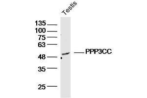 Mouse testis lysates probed with PPP3CC Polyclonal Antibody, Unconjugated  at 1:300 dilution and 4˚C overnight incubation. (PPP3CC Antikörper  (AA 51-150))
