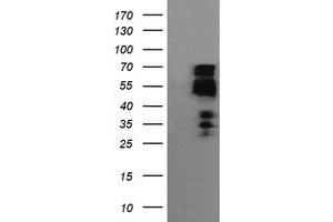 Image no. 1 for anti-Zinc Finger and SCAN Domain Containing 18 (ZSCAN18) antibody (ABIN1501858) (ZSCAN18 Antikörper)