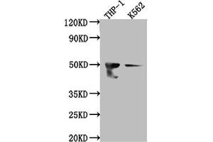 Western Blot Positive WB detected in: THP-1 whole cell lysate, K562 whole cell lysate All lanes: FDFT1 antibody at 1:1000 Secondary Goat polyclonal to rabbit IgG at 1/50000 dilution Predicted band size: 49, 41, 39, 36, 44 kDa Observed band size: 50 kDa (Rekombinanter FDFT1 Antikörper)