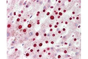 Immunohistochemistry (IHC) image for anti-Nuclear Receptor Subfamily 2, Group F, Member 6 (NR2F6) (N-Term) antibody (ABIN6754924)