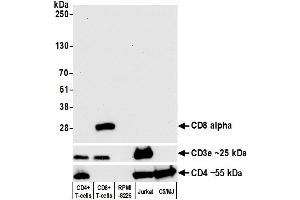 Western Blotting (WB) image for anti-CD8a Molecule (CD8A) (AA 22-180) antibody (ABIN7449371)