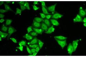 Immunofluorescence analysis of HeLa cells using Ataxin 3 Polyclonal Antibody (Ataxin 3 Antikörper)