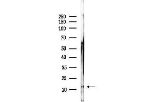 Western blot analysis of lysates from Hela cells(starvation,24h treatment), using COX42 Antibody at 1/1000 dilution.