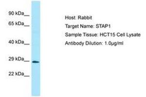 Image no. 1 for anti-Signal Transducing Adaptor Family Member 1 (STAP1) (AA 120-169) antibody (ABIN6750037)