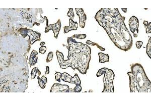 IHC analysis of Carbonic Anhydrase 13/CA13 using anti-Carbonic Anhydrase 13/CA13 antibody (ABIN7603164). (CA13 Antikörper  (N-Term))
