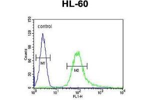 B3GNT4 Antibody (Center) flow cytometric analysis of HL-60 cells (right histogram) compared to a negative control cell (left histogram). (B3GNT4 Antikörper  (Middle Region))