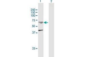 Western Blot analysis of TMPRSS11B expression in transfected 293T cell line by TMPRSS11B MaxPab polyclonal antibody.