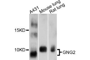 Western blot analysis of extracts of various cell lines, using GNG2 antibody (ABIN4903789) at 1:1000 dilution. (GNG2 Antikörper)
